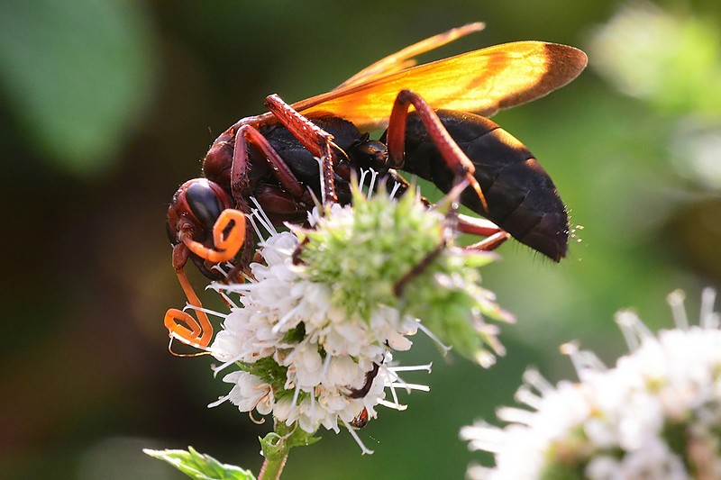 Nature Photography Technics animals Flowers macro Insects