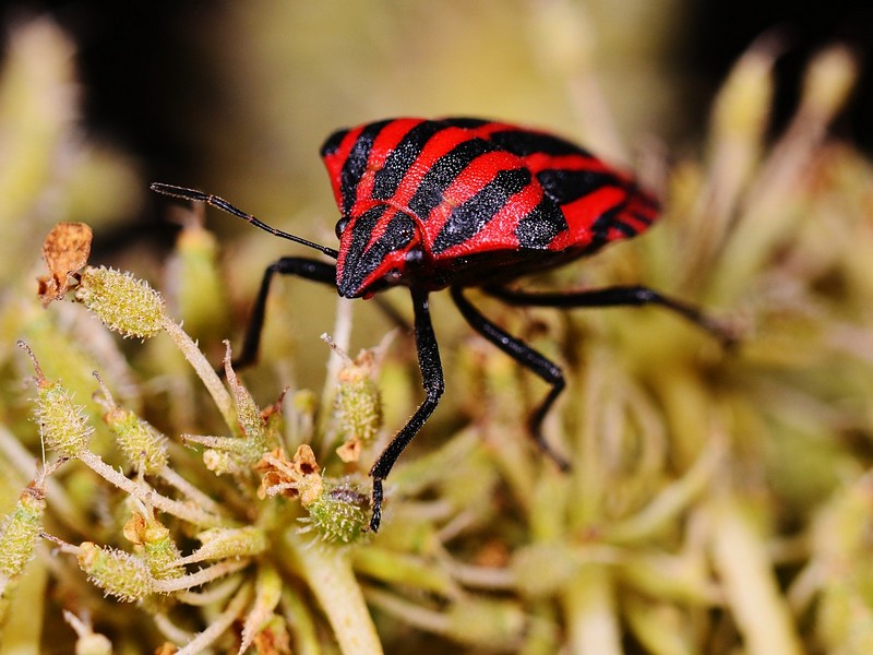 Photography Technics animals macro Insects