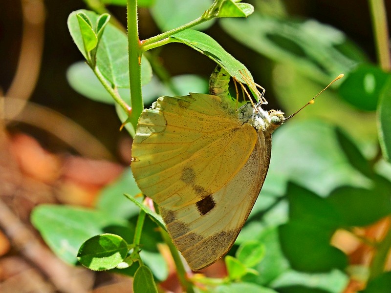 Nature animals Plants Butterflies