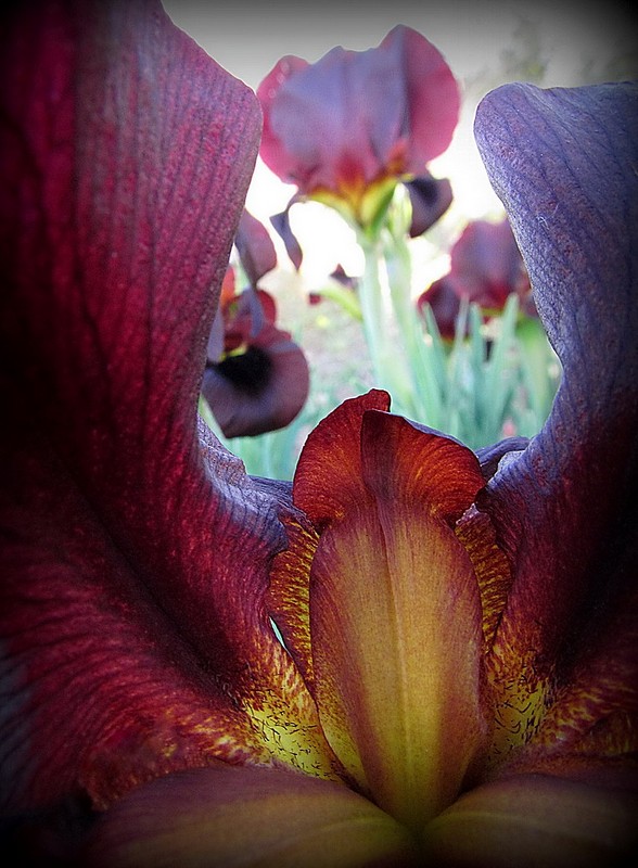 Nature Flowers Plants