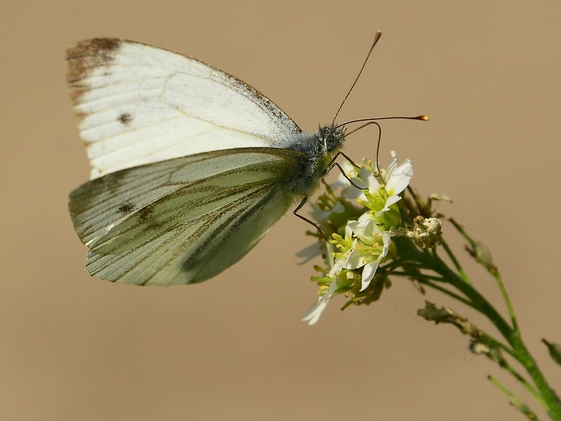 Nature Photography Technics animals Flowers macro Butterflies