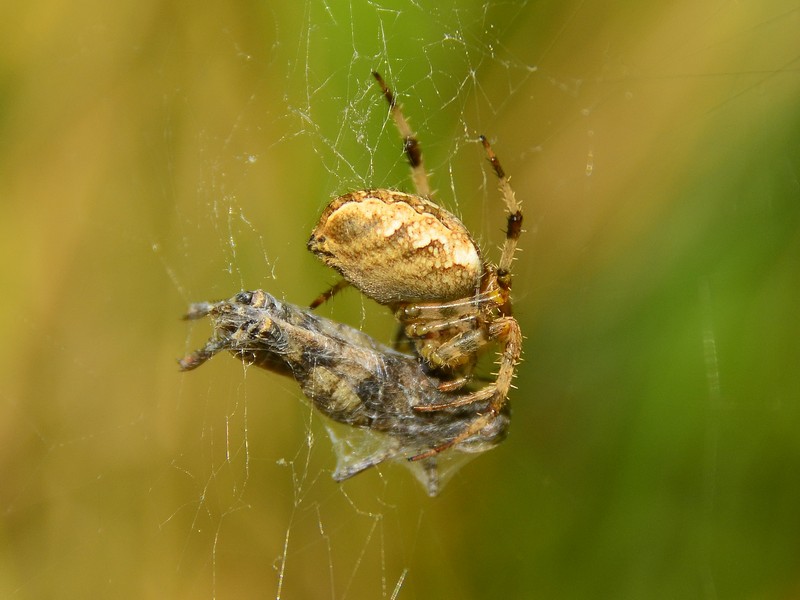 Photography Technics animals macro Insects Spiders