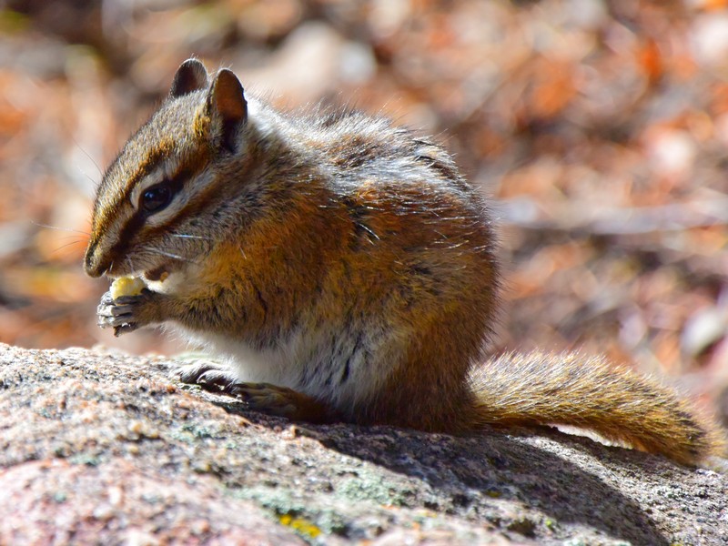 animals United States Land Mammals