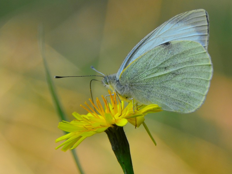 Nature Photography Technics animals Flowers macro Butterflies