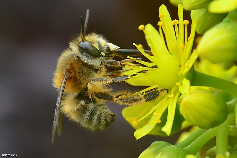 Nature Photography Technics animals Flowers macro Insects Bees