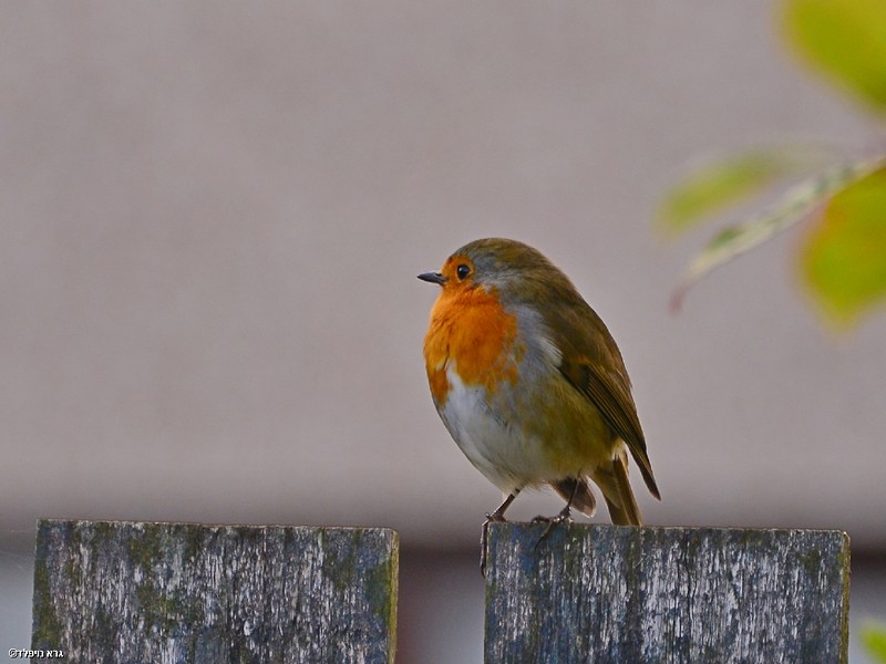 Nature animals Birds