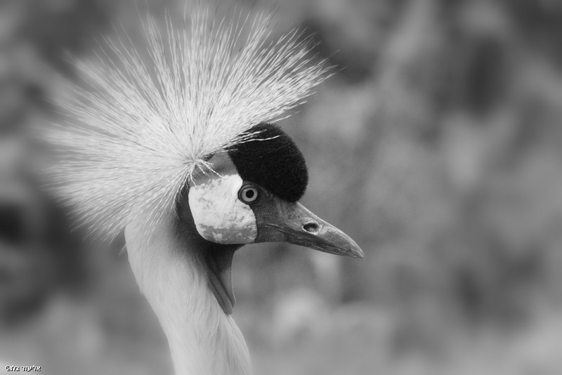 Photo by: eliezer belo