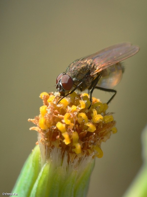 Nature Photography Technics animals Flowers Plants macro Insects