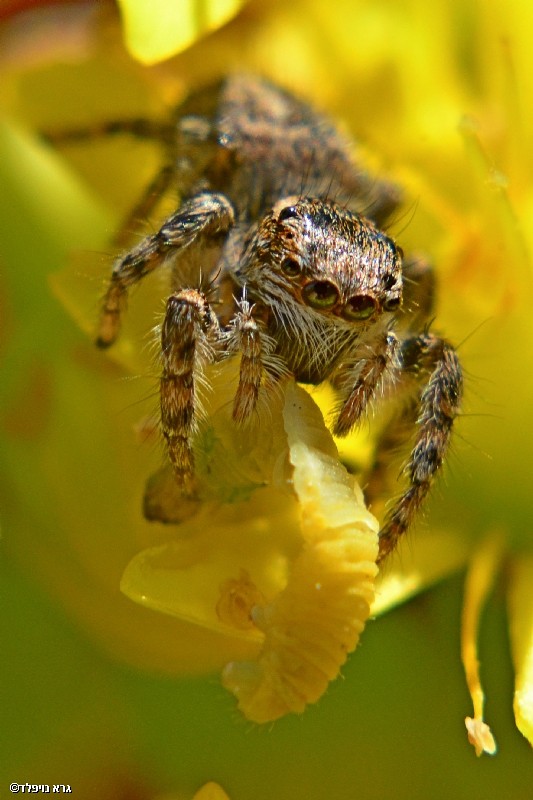 Photography Technics animals Flowers macro Spiders