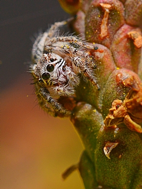 Photography Technics animals macro Spiders