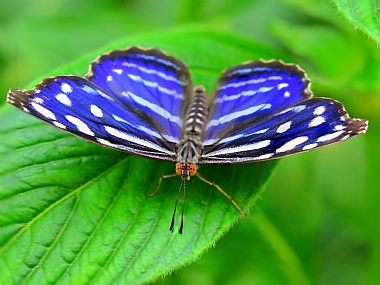 World & Travel Photography Technics animals South America macro Butterflies