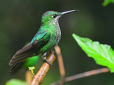 World & Travel animals South America Birds