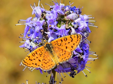 Nature Photography Technics animals Flowers North Israel macro Butterflies