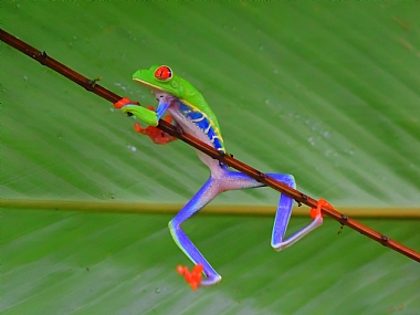 World & Travel Photography Technics animals South America macro Reptiles