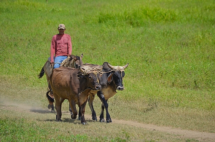 World & Travel animals