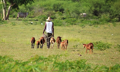 World & Travel Professions animals