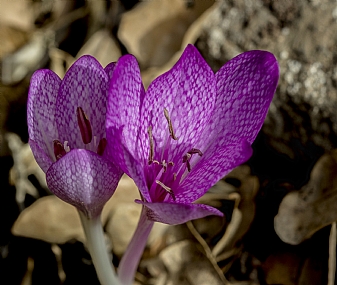 Photo by: Itzhak  Porat