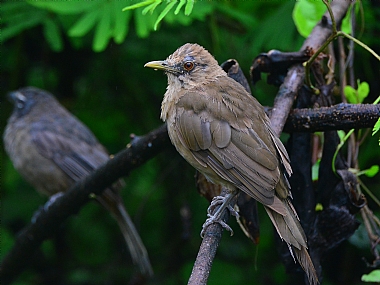 World & Travel animals South America Birds