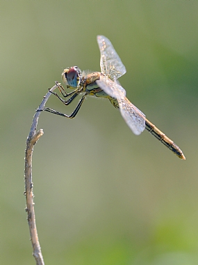 Israel Photography Technics animals North Israel macro Insects