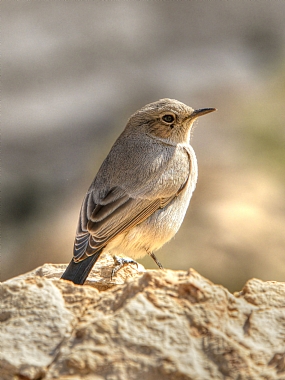 Israel animals south of Israel Birds