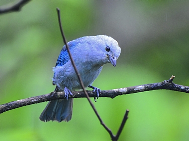 World & Travel animals South America Birds