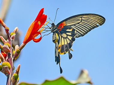 animals China Flowers Butterflies