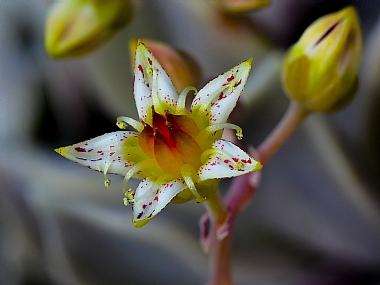 Nature Photography Technics Flowers macro