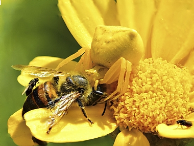 Israel Nature Photography Technics animals Flowers North Israel macro Spiders Bees
