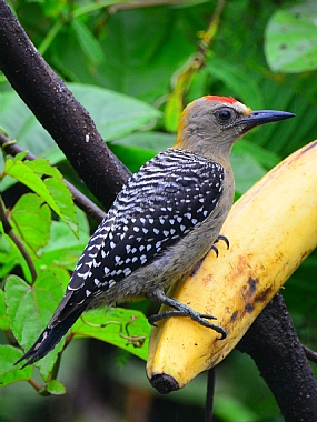 World & Travel animals South America Birds