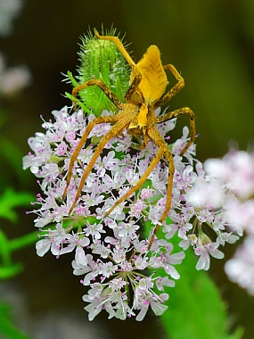 Israel Nature Photography Technics animals Flowers Plants North Israel macro Spiders