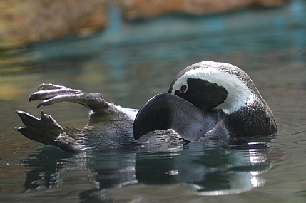animals Jerusalem Parks & Gardens
