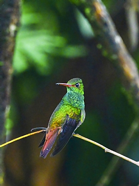 World & Travel Nature animals Trees South America Birds