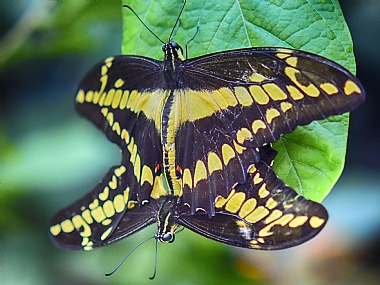 World & Travel Photography Technics animals South America macro Butterflies Insects