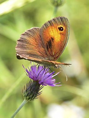 Israel Nature Photography Technics animals Flowers Plants North Israel macro Butterflies Insects