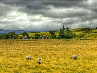 World & Travel Nature animals landscape Seasons & Weather Mammals England