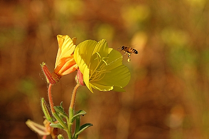 Photo by: Zvika Dvir