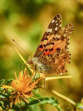 Nature Photography Technics animals Flowers North Israel macro Insects