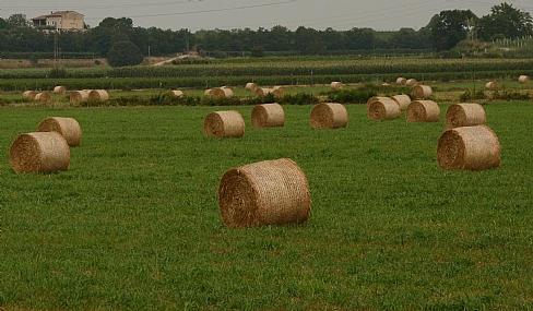 World & Travel Professions Nature landscape Italy agriculture