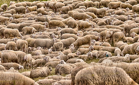 animals Sheep