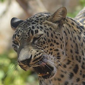 animals Cats Israel Jerusalem