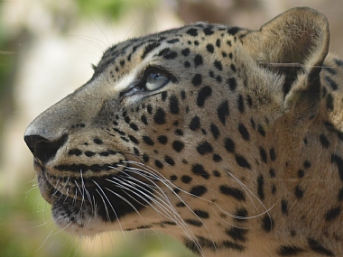 animals Cats Nature Parks & Gardens Israel Jerusalem
