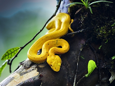 animals Snakes Nature Trees World & Travel South America