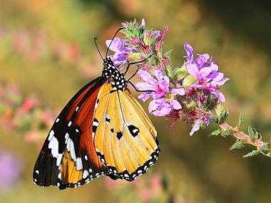 animals Butterflies Insects Nature Flowers Israel North Israel