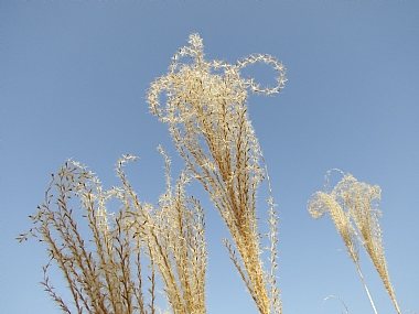 Nature Plants Israel Central Israel