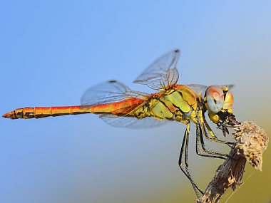 Photography Technics macro animals Insects Israel North Israel