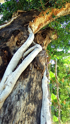 Nature Trees Israel Central Israel