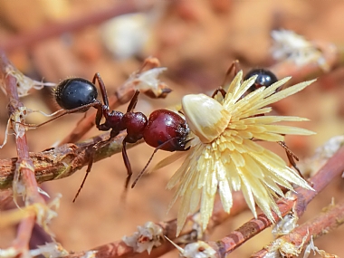 Photography Technics macro animals Insects Israel North Israel