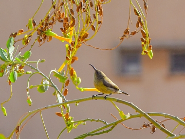 animals Birds Nature Flowers Plants Israel North Israel
