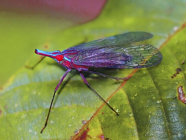 Photography Technics macro animals Insects Nature Plants World & Travel South America