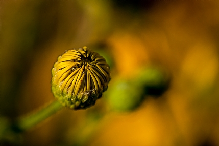 Nature Flowers Plants